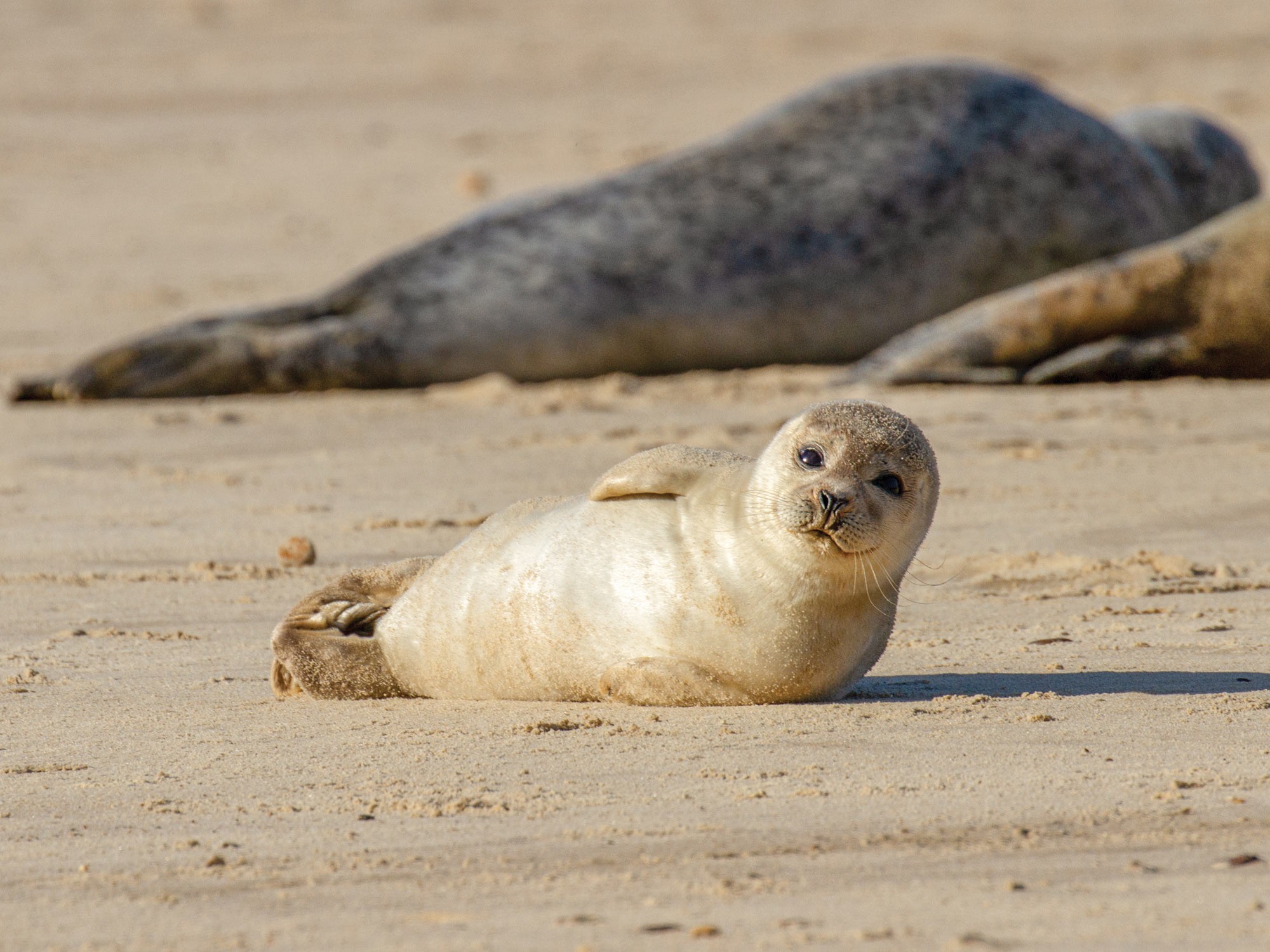 A seal laying on the beach
