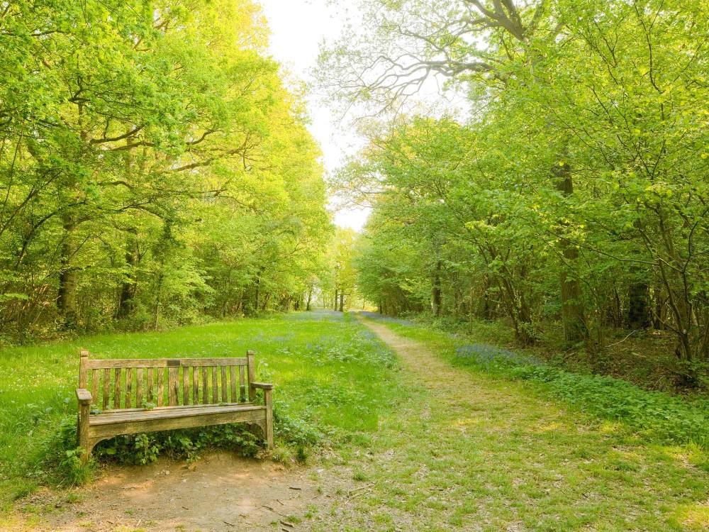 A lovely image of Foxley Wood by Richard Osbourne