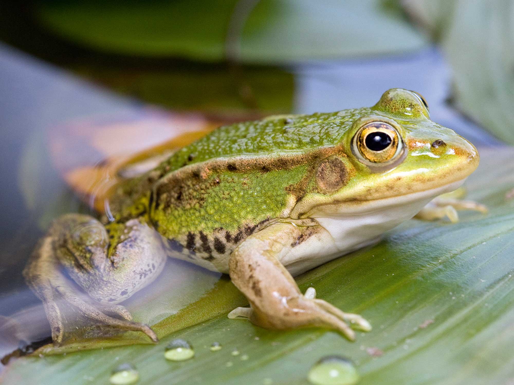 Iamge of the pond frog which has been identified as a native species thanks to its distinctive local accent