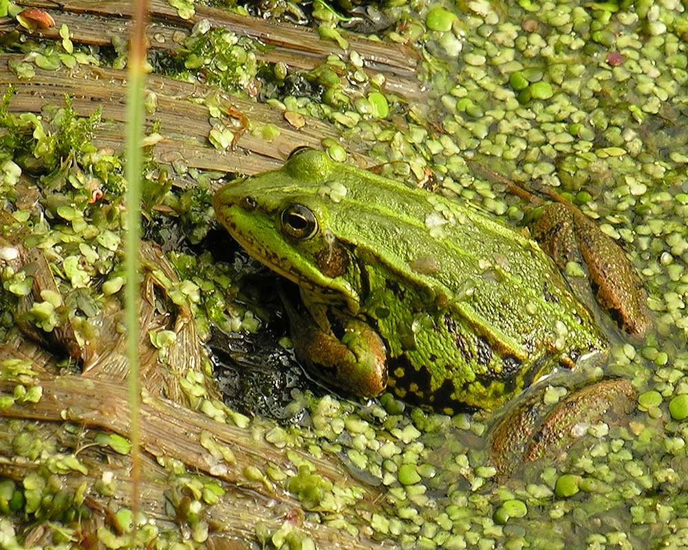 Image of a northern pond frog in Norfolk