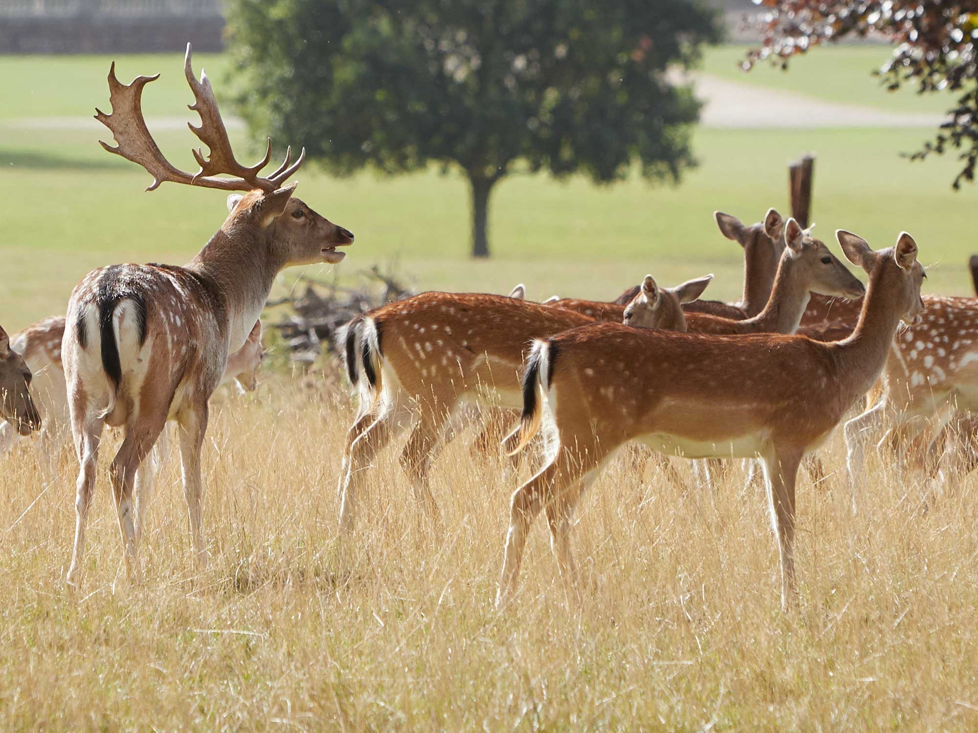 An image of the Holkham estate's herd of fallow deer