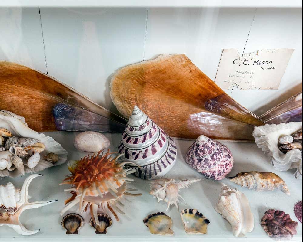 Various shells at the Shell Museum