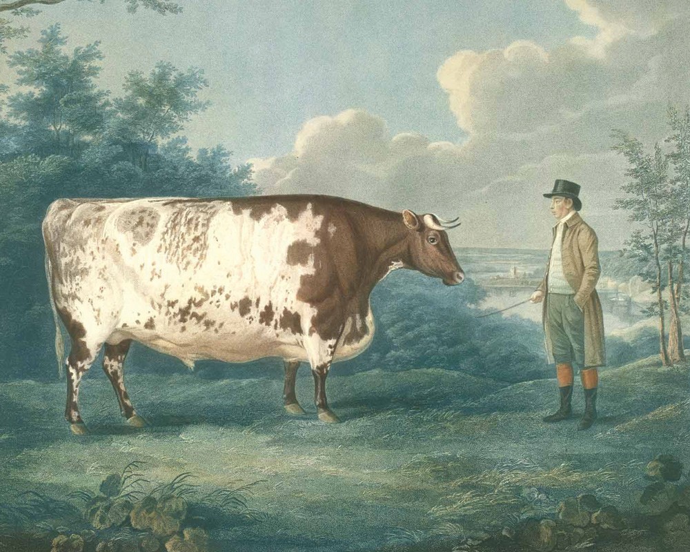 Painting of the Durham Ox