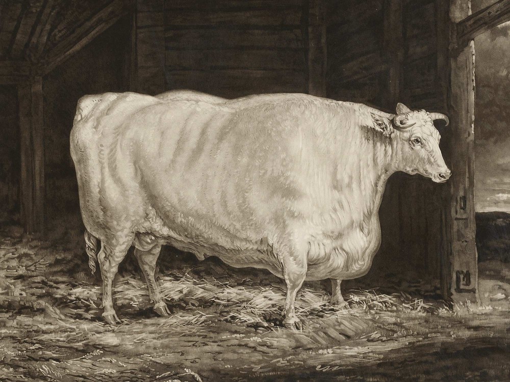 Painting of the Durham White ox