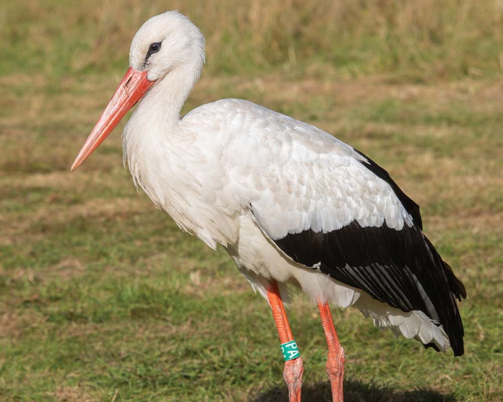 White Stork at Watatunga